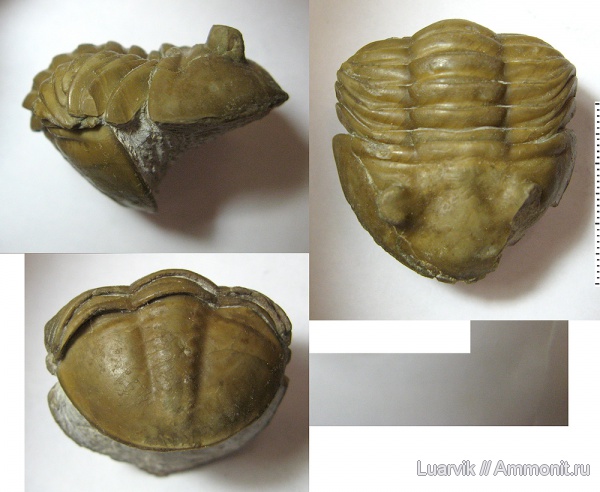 Asaphus, Asaphus lepidurus