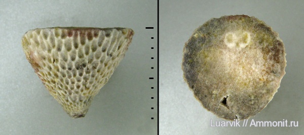 иглокожие, ордовик, эокриноидеи, Ленинградская область, Bolboporites, Eocrinoidea, Ordovician