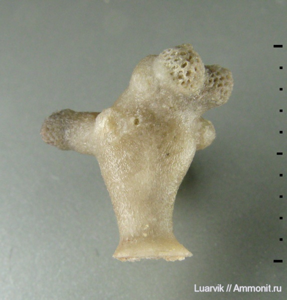 Bryozoa, Trepostomata