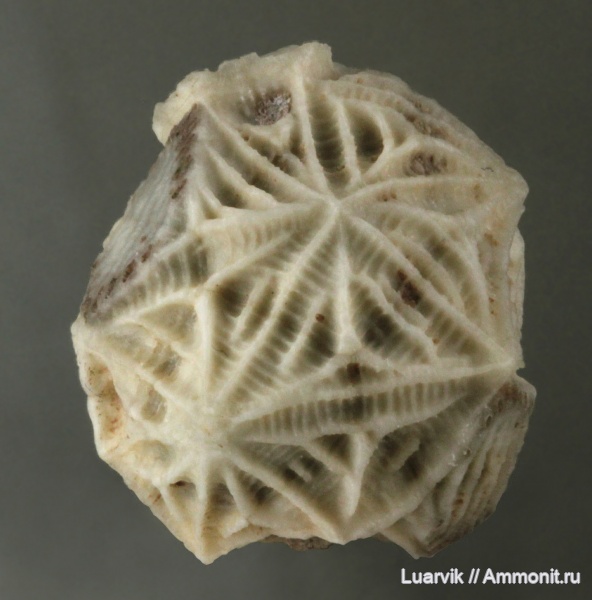 Echinoencrinites, Cystoidea, Rhombifera