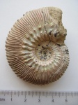 Kosmoceras proniae