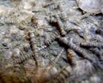 Tentaculites