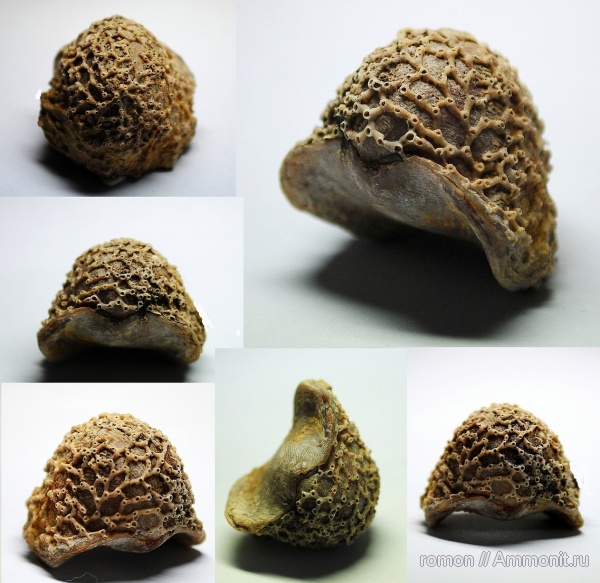 брахиоподы, девон, Devonian, Aulopora, Atrypa, Atrypida, обрастание, Auloporida, encrustation of brachiopods, Epizoans