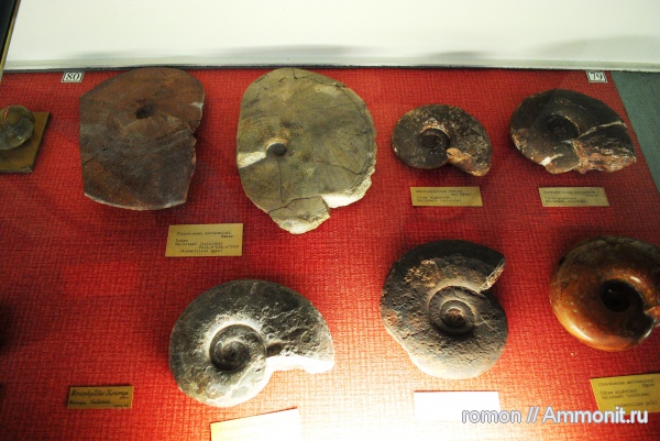 аммониты, музеи, Ammonites