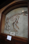 Macrotherium