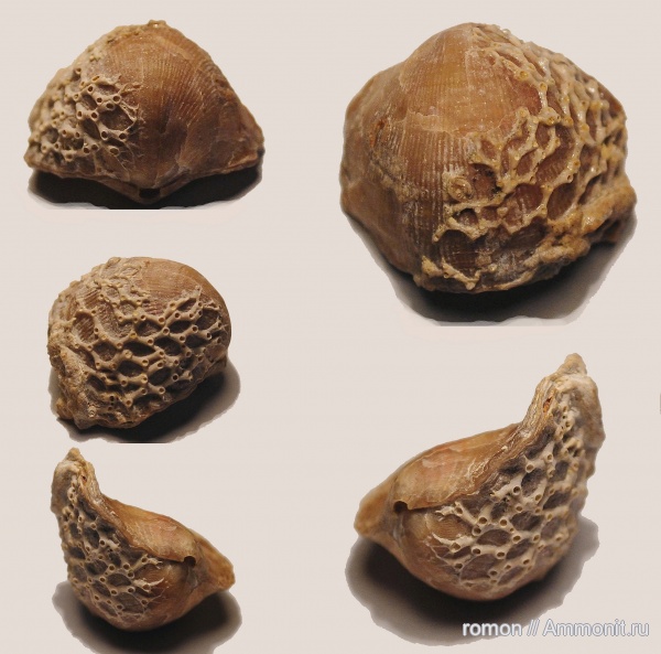 брахиоподы, девон, Devonian, Aulopora, Atrypa, Atrypida, обрастание, Auloporida, encrustation of brachiopods, Epizoans