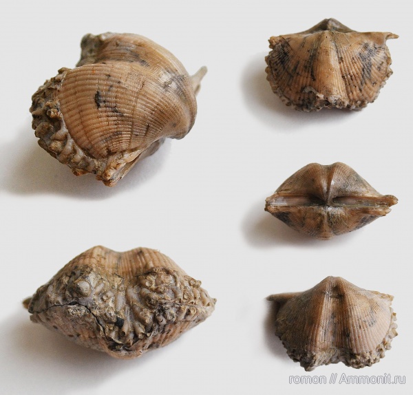 брахиоподы, девон, Devonian, Aulopora, Cyrtospirifer, Spiriferida, обрастание, encrustation of brachiopods, Epizoans