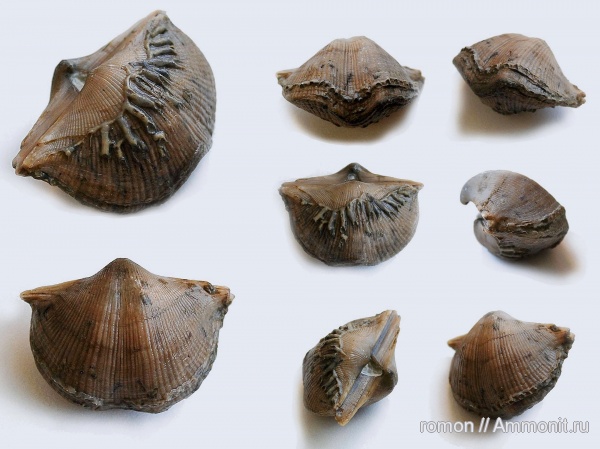 брахиоподы, девон, Devonian, Aulopora, Cyrtospirifer, Spiriferida, обрастание, encrustation of brachiopods, Epizoans