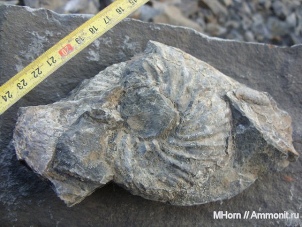 аммониты, юра, Якутия, бат, Arcticoceras, Ammonites, Arcticoceras cranocephaloide, Bathonian, Jurassic