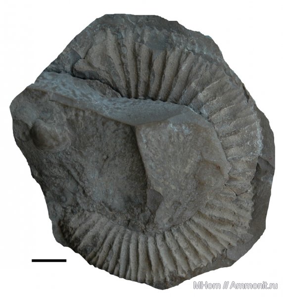 аммониты, кимеридж, Крым, Ялта, Ammonites, Discosphinctoides, Kimmeridgian, Upper Jurassic