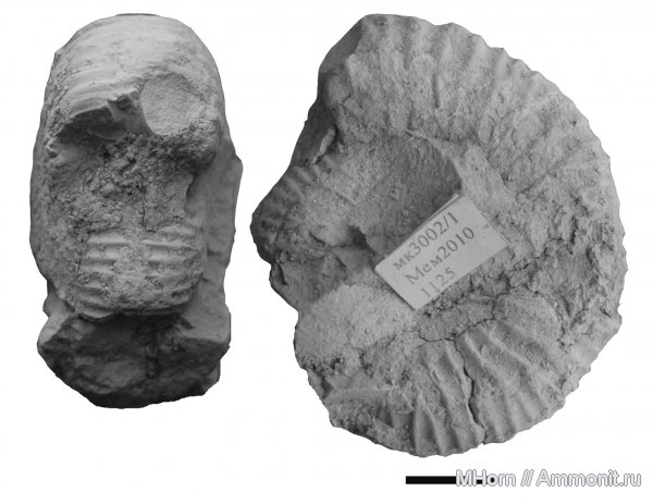 кимеридж, Мемеи, Татарстан, Crussoliceras, Kimmeridgian, Upper Jurassic