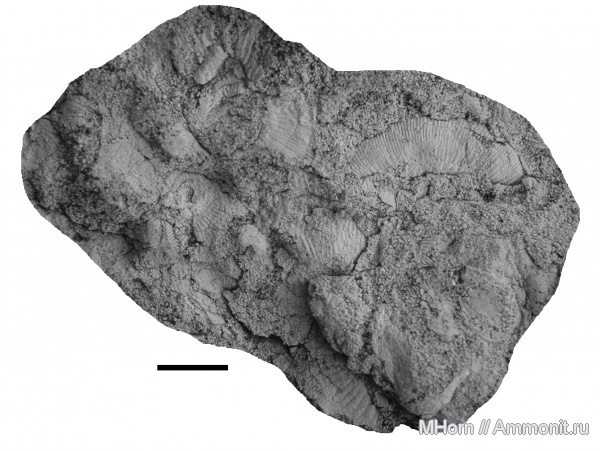 Kachpurites, волжский ярус, Мневники, зона Epivirgatites nikitini, Volgian