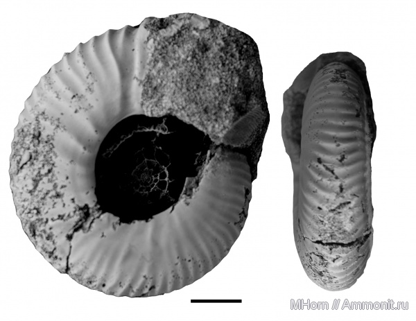 волжский ярус, Craspedites, Craspedites subditoides, Craspeditidae, верхневолжский подъярус, Volgian