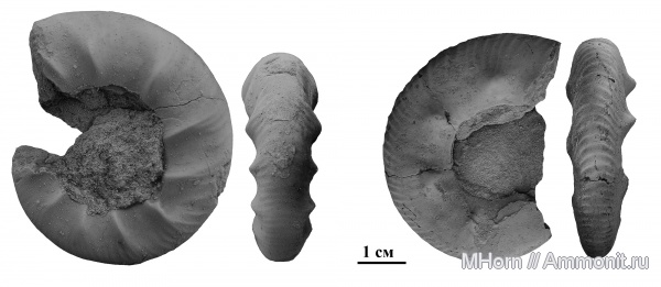 Kachpurites, волжский ярус, Кашпир, зона Kachpurites fulgens, Kachpurites tenuicostatus, Volgian