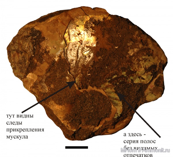 Garniericeras, Garniericeras catenulatum, отпечатки мускулов