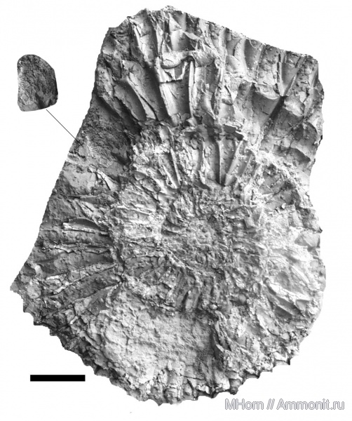 аптихи, Sarmatisphinctes, Sarmatisphinctes subborealis, Praestriaptychus, Aptychi