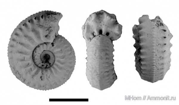 Amoeboceras, Amoeboceras tuberculatoalternans, Plasmatites