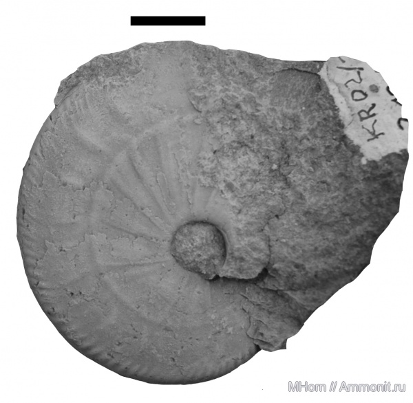 келловей, Paralcidia, Paralcidia mamertensis, Callovian, Middle Jurassic