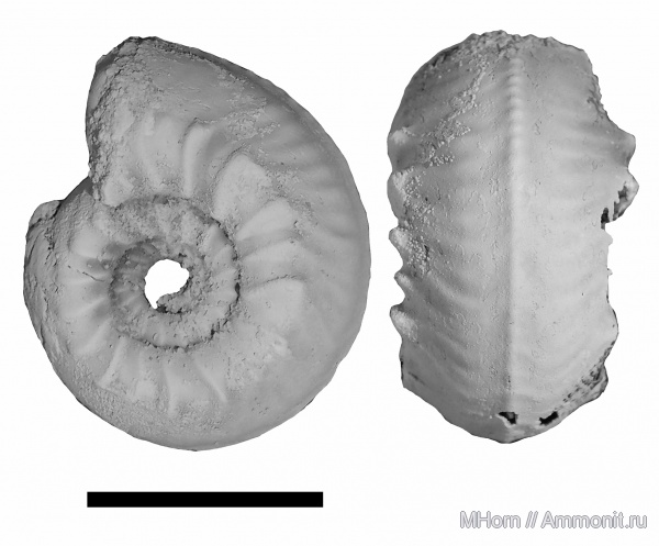 Plasmatites, Plasmatites zieteni