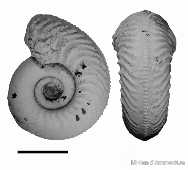 Plasmatites, Plasmatites zieteni