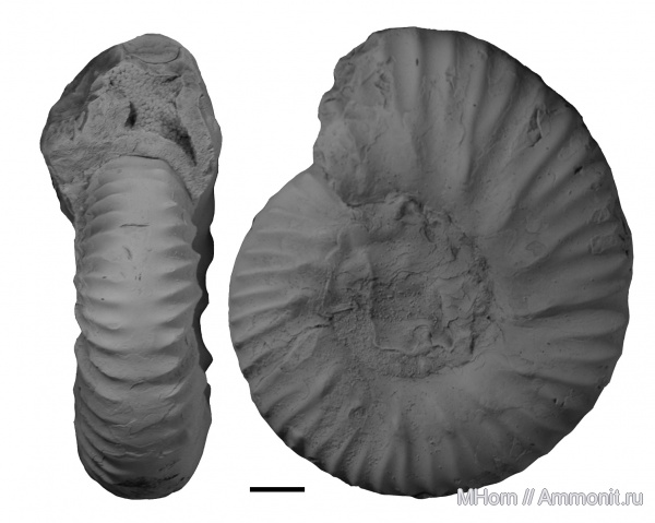 Aulacostephanidae, Западная Сибирь, Sarygulia, Western Siberia