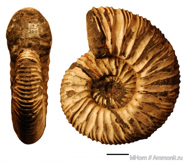 Virgatites, Virgatites pusillus, синтип, ЦНИГР музей