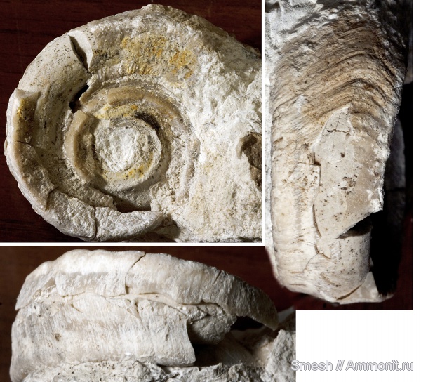 гастроподы, карбон, Euomphalus, Euomphalus marginatus, Московская область