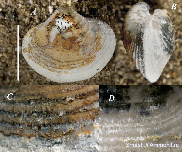 брахиоподы, карбон, средний карбон, Spiriferida, Neophricodothyris, Phricodothyris, Phricodothyris asiatica