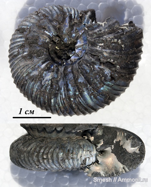 аммониты, юра, Воскресенск, Virgatites, Подмосковье, Virgatites virgatus, Ammonites, Jurassic