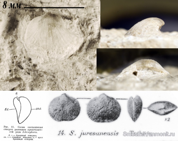 брахиоподы, средний карбон, Orthida, Schizophoria, Schizophoria juresanensis