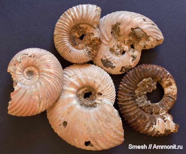 аммониты, юра, Peltoceras, Quenstedtoceras, Quenstedtoceras lamberti, Дубки, Peltoceras arduennense, Cardioceratidae, Ammonites, Jurassic