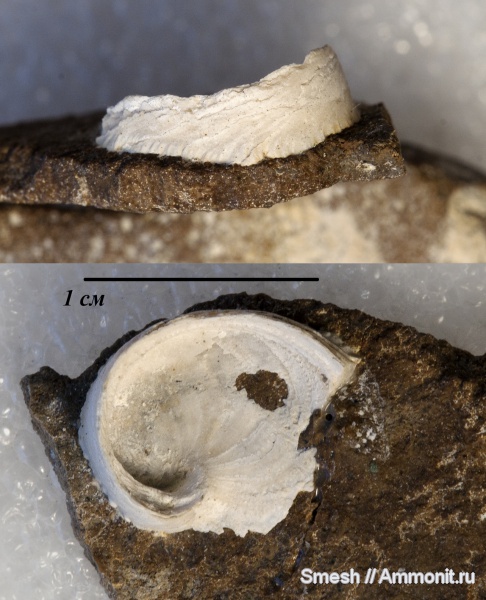 моллюски, мел, двустворки, двустворчатые моллюски, устрицы, Cretaceous