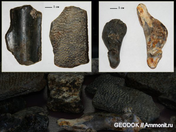 неоген, черепахи, Trionyx, сармат, Trionychidae, трионикс