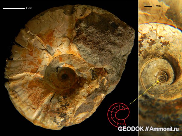 аммониты, мел, апт, Ammonoidea, Ammonites, Pseudohaploceras, Desmoceratidae, Aptian, Cretaceous