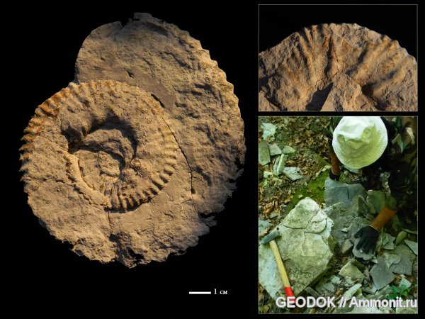 мел, берриас, Ammonoidea, аммоноидеи, Malbosiceras, Berriasellinae, Neocomitidae, Berriasian, Cretaceous