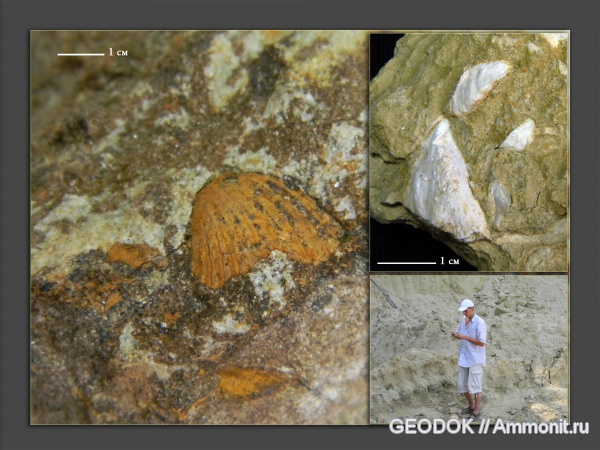 неоген, двустворчатые моллюски, плиоцен, Cardiidae, Dreissenidae