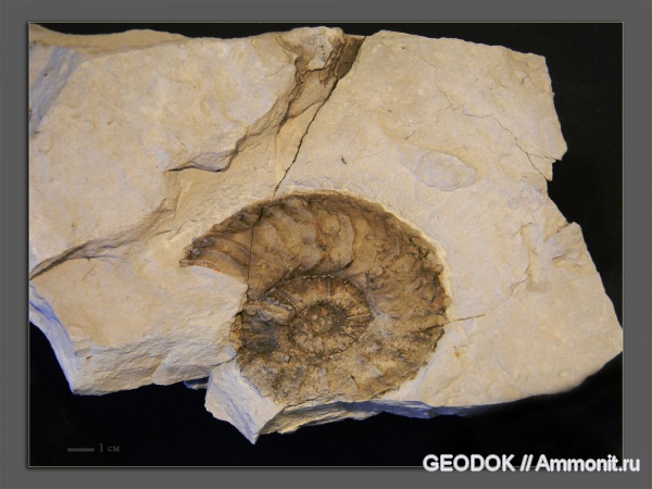 мел, берриас, Ammonoidea, Neocosmoceras, аммоноидеи, Malbosiceras, Berriasellinae, Neocomitidae, Neocosmoceras euthymi, Berriasian, Cretaceous