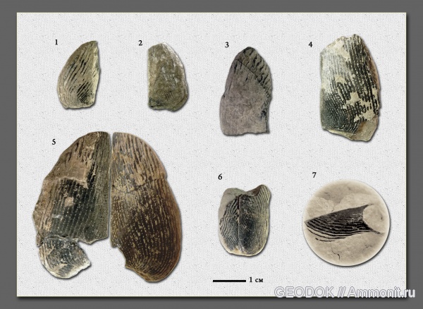 юра, аптихи, титон, Lamellaptychus, Punctaptychus, Aptychi, Tithonian, Jurassic