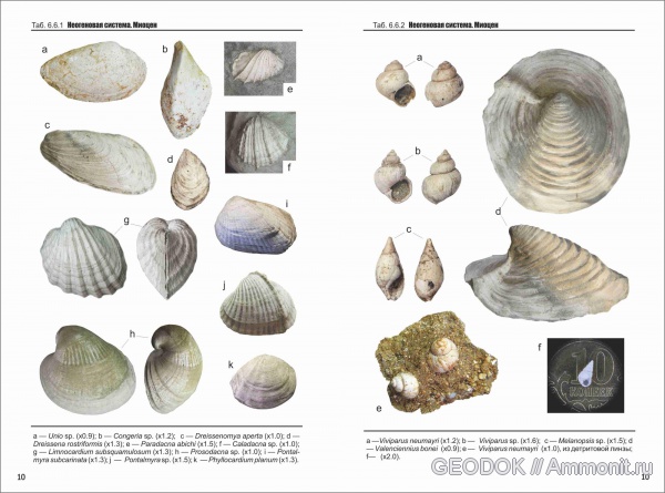 Congeria, Limnocardium, Prosodacna, Vаlenciennius, Paradacna, Melanopsis, Phyllocardium, Caladacna, Dreissenomya