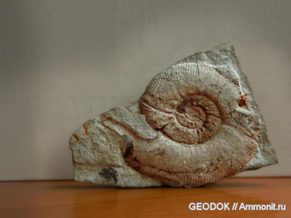 аммониты, берриас, ушки, устье, Ammonites, Spiticeras, Microconchs, lappets, Berriasian