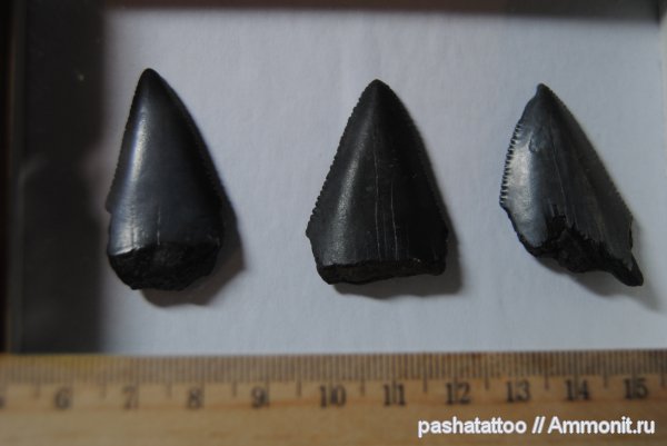 Carcharodon, Carcharodon carcharias