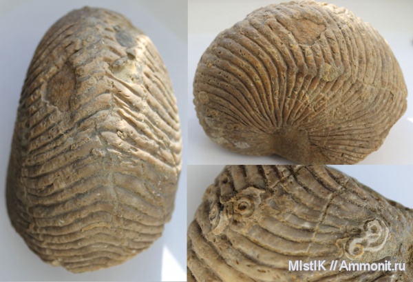 мел, наутилусы, Cymatoceras, Cymatoceras pseudoelegans, Cretaceous