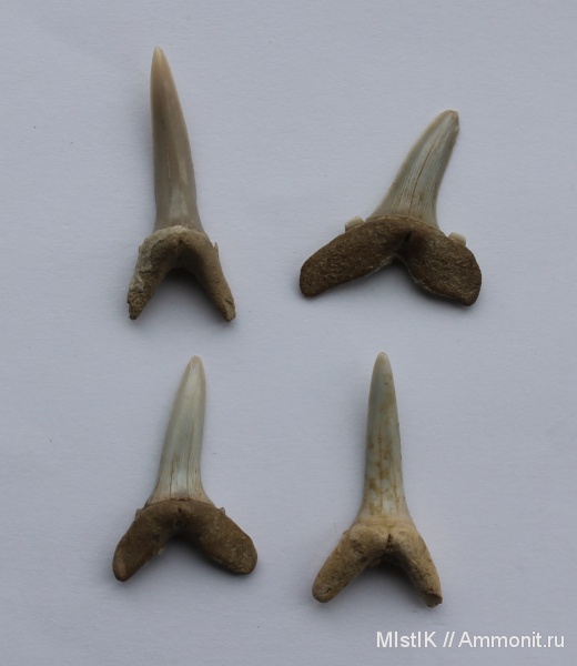 зубы, акулы, teeth, sharks