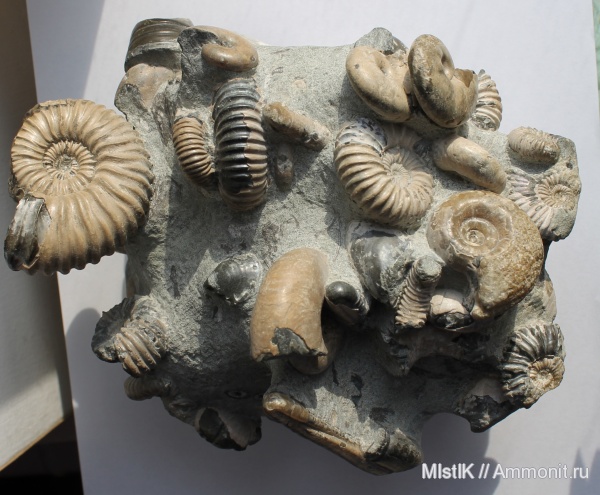 аммониты, апт, Tetragonites, Euphylloceras, Адыгея, Ammonites, Eogaudryceras, Ptychoceras, Acanthohoplites, Salfeldiella, Parahoplites, Melchiorites, Aptian