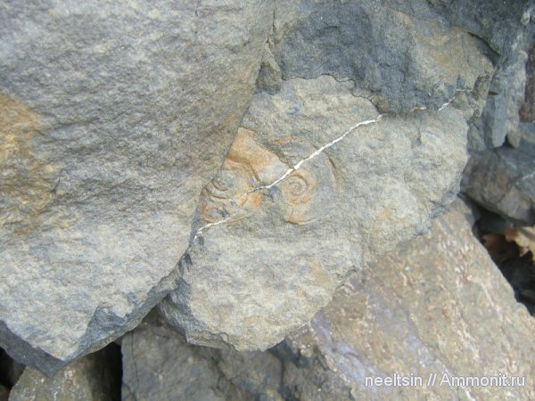 триас, песчаник, алевролиты, Еврейская автономная область, Triassic