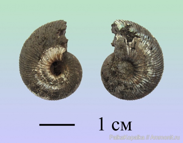 Virgatites gerassimovi