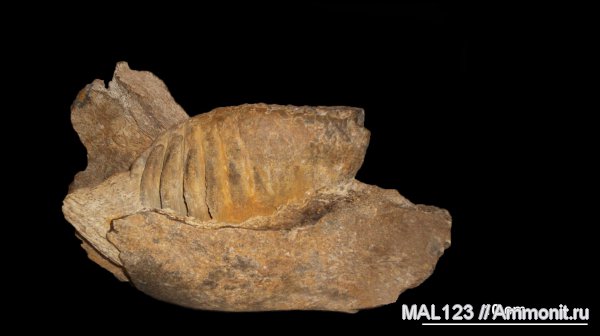 мамонты, хоботные, Mammuthus meridionalis, Mammuthus