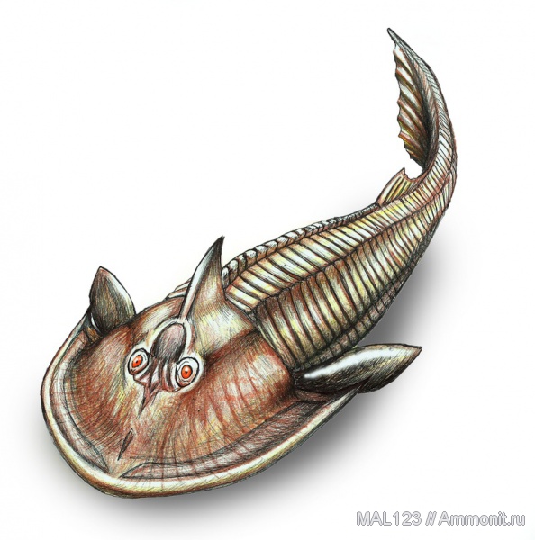 девон, Devonian, Agnatha, Cephalaspis, Heraspis, Ukrainaspis, Ukrainaspis kozlowskii