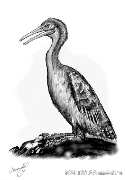 птицы, Hesperornis regalis, Hesperornis