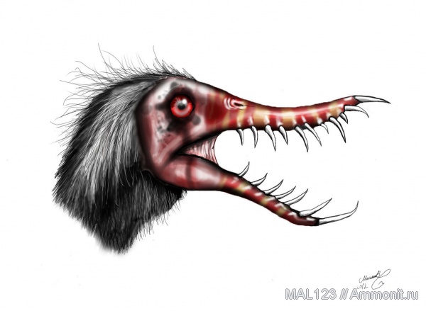 рамфоринхи, Rhamphorhynchus muensteri, Rhamphorhynchus, Rhamphorhynchidae